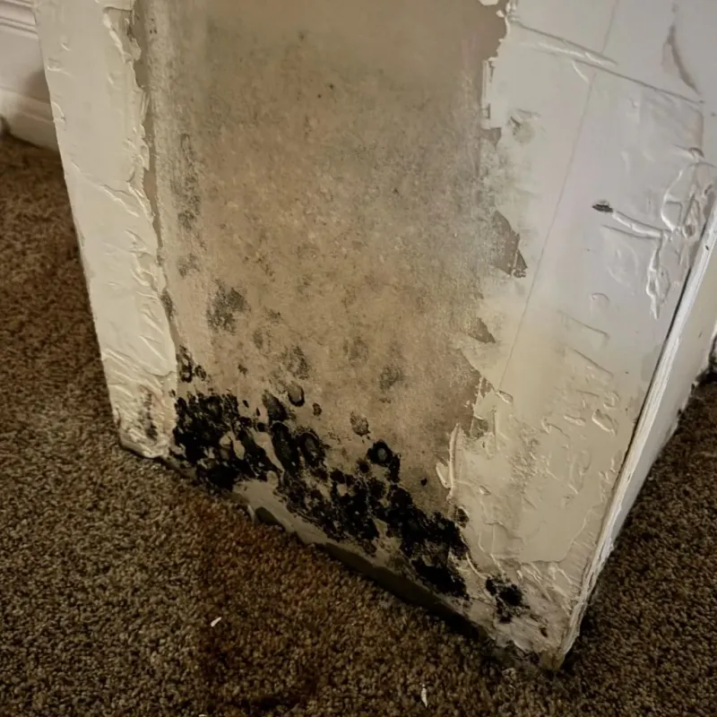 Professional Mold Removal in Henderson County, NC